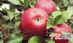 秋季吃什么水果好 适合秋季吃的水果