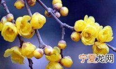 腊梅盆景的修枝技巧 腊梅盆景的修剪与养护