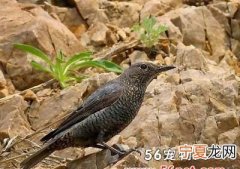 鸟的名称，随季节不同周期性进行迁徙的鸟类的名字叫什么