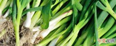 蒜苗如何冷藏储存保鲜 蒜苗怎样冷藏储存保鲜