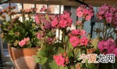 长寿花烂根了怎么处理 这样换下盆就能解决