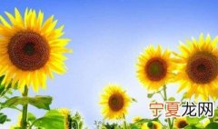 向日葵象征着什么意思 向日葵的寓意