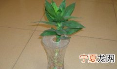 水插观音竹的正确方法 观音竹用水怎么养