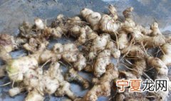 老虎姜是黄精吗 老虎姜是黄精吗?