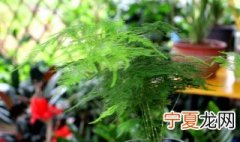 文竹可以晒太阳吗 文竹可不可以晒太阳