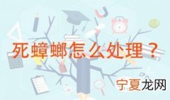 死蟑螂怎么处理 随便扔了就可以吗