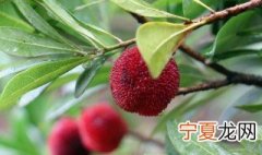 杨梅可以用白糖泡吗 杨梅可不可以用白糖泡