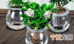 栀子花可以水培吗 栀子花是否可以水培养殖