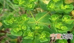 修剪枝叶的技巧 修剪花草枝叶的方法