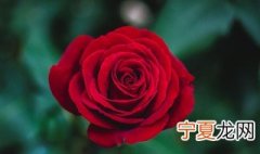 女人梦见红玫瑰 梦见红玫瑰