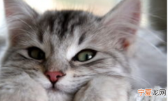 小猫多大可以看出来公母，幼猫几个月看出公母图片