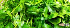 西洋菜怎么保鲜 西洋菜的储存保鲜方法分享