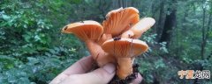 枞树菌怎么保鲜 枞树菌怎么保存方法