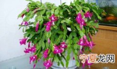 冬天怎样嫁接蟹爪兰 用什么方法