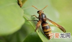 家里有马蜂窝怎么处理 如何处理家里的马蜂窝