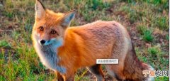 狐狸具有什么样的性格特点，狐狸和山羊各具有怎样的性格特点