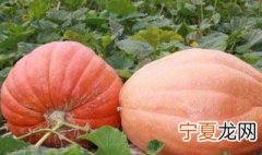 南瓜怎么保存的时间长 南瓜如何保存