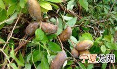 八月瓜是什么 八月瓜是什么味道