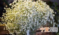 干的满天星怎么保存 如何保存干的满天星