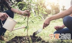 树苗冬季种植方法视频 树苗冬季种植方法