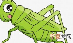 东北扁担钩是一种动物叫什么 东北扁担钩学名