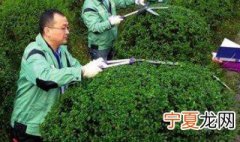修剪方法图解 植物修剪得4个步骤详解