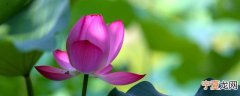 大量莲蓬怎么保鲜 莲蓬怎么储存保鲜