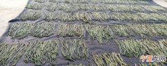 干豆角丝如何储存保鲜 干豆角丝的保存方法
