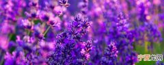 紫色的花适合送什么人 紫色的花适合送给哪些人
