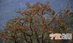 树柿子怎么保存 柿子的保存方式