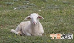山羊下奶最佳方法 山羊下奶最佳方法是什么