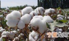 棉花怎么保存 怎么保存棉花