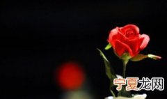 玫瑰花怎么风干保存 玫瑰花怎么保存成干花