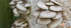 生鲜磨菇如何保鲜储存好 生鲜磨菇怎么保鲜储存好