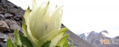天山雪莲能生吃吗 天山雪莲是否可以生吃呢