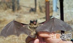 剪纸中蝙蝠象征什么 蝙蝠象征什么