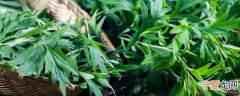 新鲜的艾叶如何保存 保存艾叶的方法