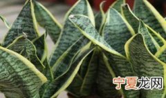 办公室适合养什么花 办公室适合养的花推荐
