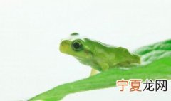 青蛙的别名叫什么 青蛙的学名和别名