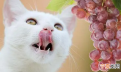 猫咪吃什么水果少量也会致命，猫吃什么会死 猫吃什么会死掉