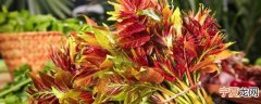 怎样判断香椿熟了没 香椿变色就熟了吗