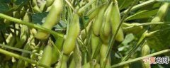 青黄豆怎么保鲜存放好呢 青黄豆如何保鲜存放
