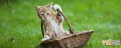 猫咪洗澡怎么洗最快最干净 猫咪洗澡如何洗最快最干净