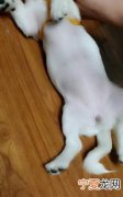 狗狗多大年龄绝经，母狗几岁不来月经了