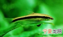 鱼缸里不长青苔小妙招 需要怎么做才可以不长青苔