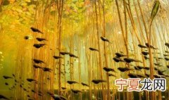 什么是自然材料有哪些 自然材料有哪些