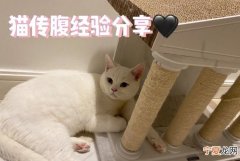 猫传腹需要做哪些检查，猫传腹需要做什么检查才能检查出来