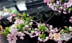 立春的含义具体是什么意思呢 立春的含义具体是什么意思呢英语