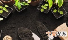 指甲花从播种到开花需多长时间 指甲花从播种到开花需多长时间才能开花