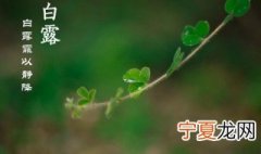 白露有什么花 白露盛开的花